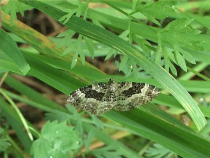 Graubinden-Labkrautspanner ( Epirrhoe alternata ) : Am Niederrhein, Biotop, 19.08.2007